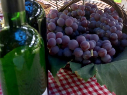 Vindima, Arroio Trinta-SC - 