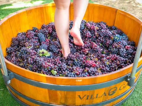 Vindima, Arroio Trinta-SC