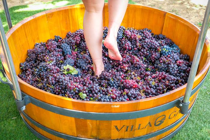 Vindima, Arroio Trinta-SC - 