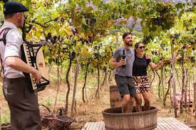 Rota dos Vinhos em Santa Catarina - 
